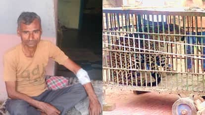 Moradabad: Mistaking it for cat, farmer grabbed cub; leopard then clawed and injured him