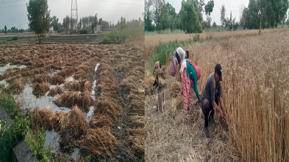 impact of weather on crops in Aligarh