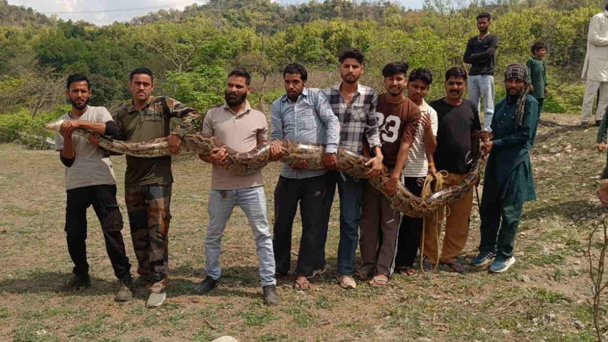 Python 14 Foot Long Python Found in Gurjar Settlement Vikasnagar Forest Department Team Rescue Dehradun