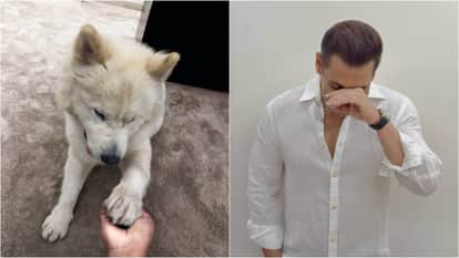 Salman Khan shares adorable photos with his pet Dog My Sukh late night on social media netizens reacted