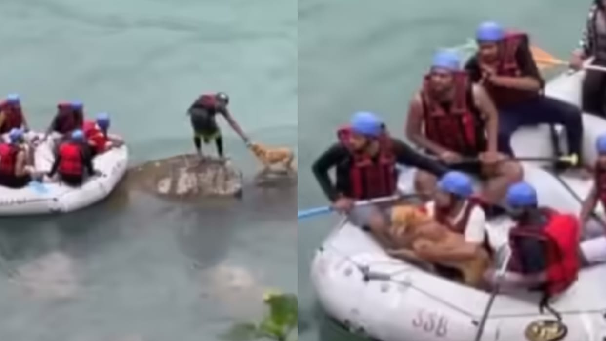 Stray Dog Stuck In Ganga River Rescued By Raft Operator Moment Won Hearts On Internet
