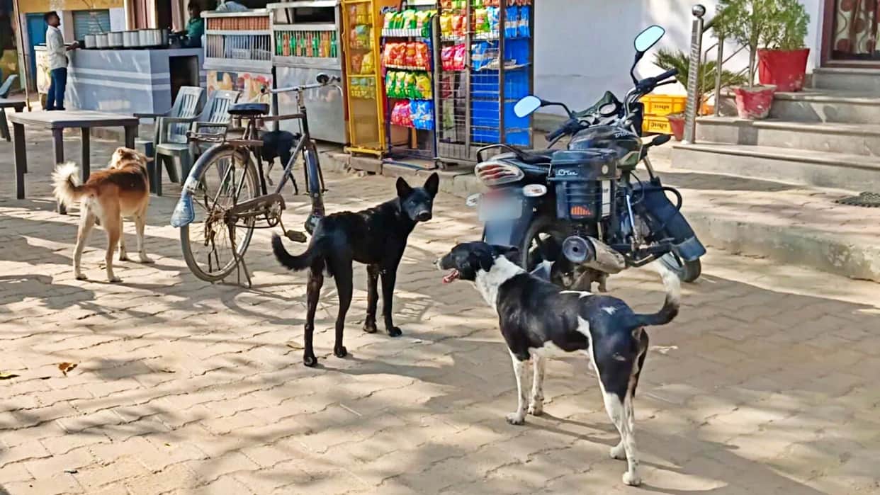 Sikar News: Stray Dog Attack in Fatehpur; 5-Year-Old Child Sustains Severe Facial Injuries, 20 Stitches