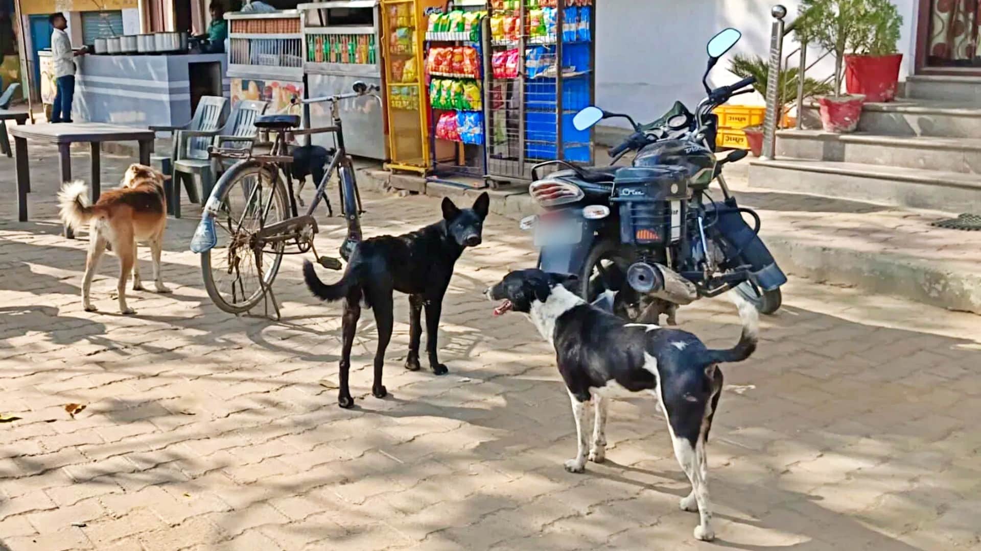 आवारा कुत्ते ने किया मासूम बच्चे पर हमला (सांकेतिक तस्वीर)