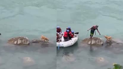 Stray dog stuck in ganga river rescued by raft operator video goes viral on social media