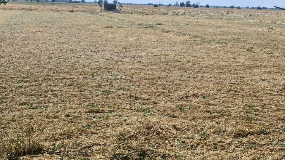 हवाओं और ओलावृष्टि से बिछी फसल