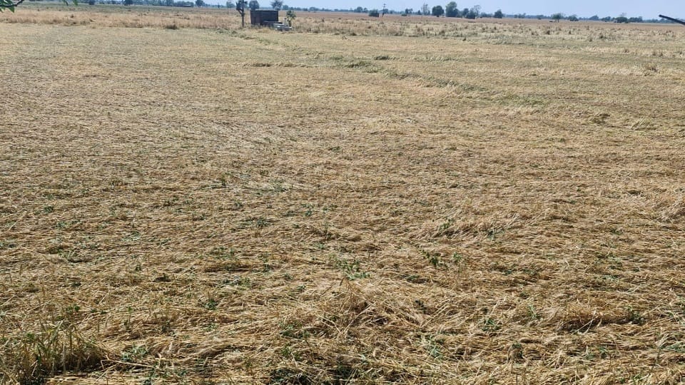 हवाओं और ओलावृष्टि से बिछी फसल