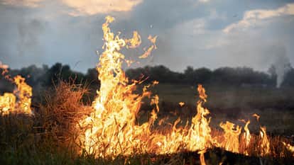 Massive Fire Erupts in Satna Field, Elderly Farmer Charred to Death Along with Crops