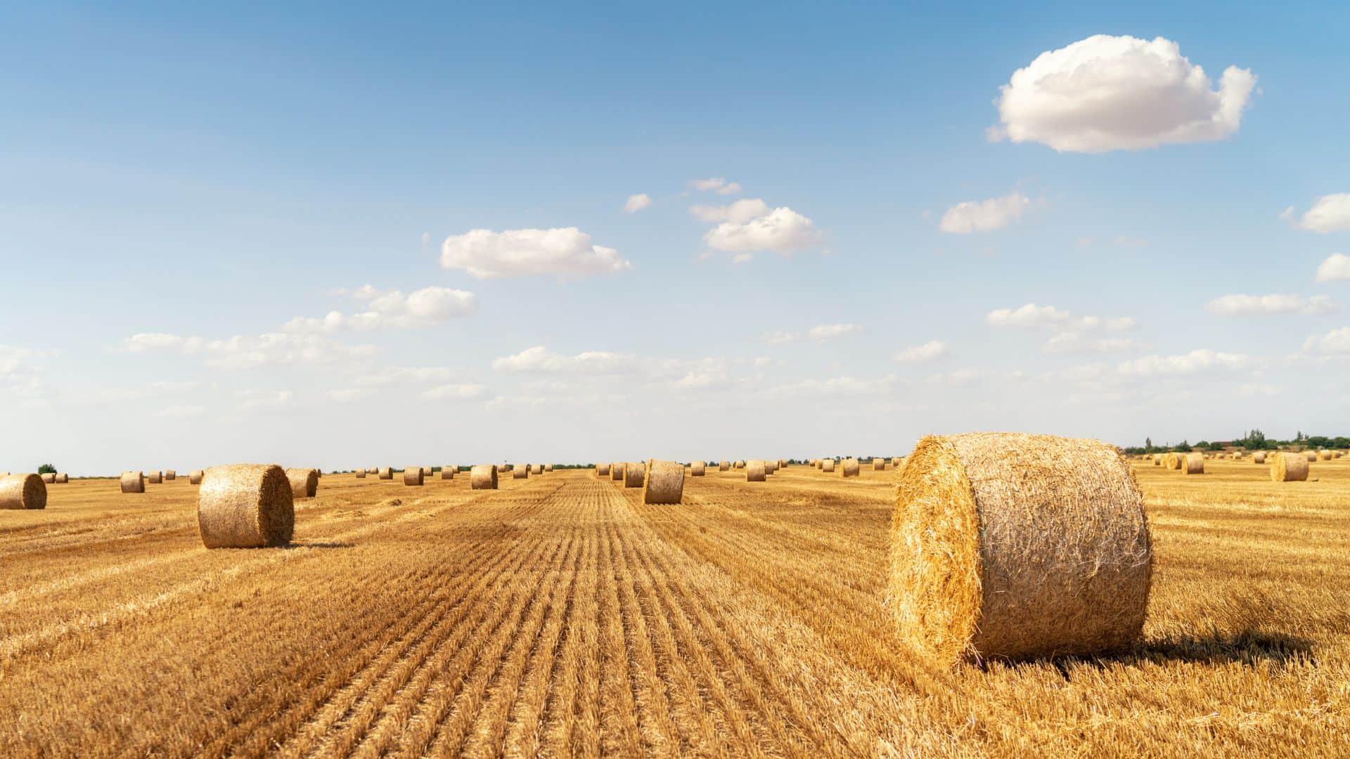 UP Farmers Bonus: Yogi Government to Directly Purchase Hay Bhusa for Gaushalas to Boost Rural Income
