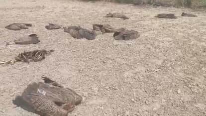 26 Vultures Die in a Single Day in Lakhimpur kheri