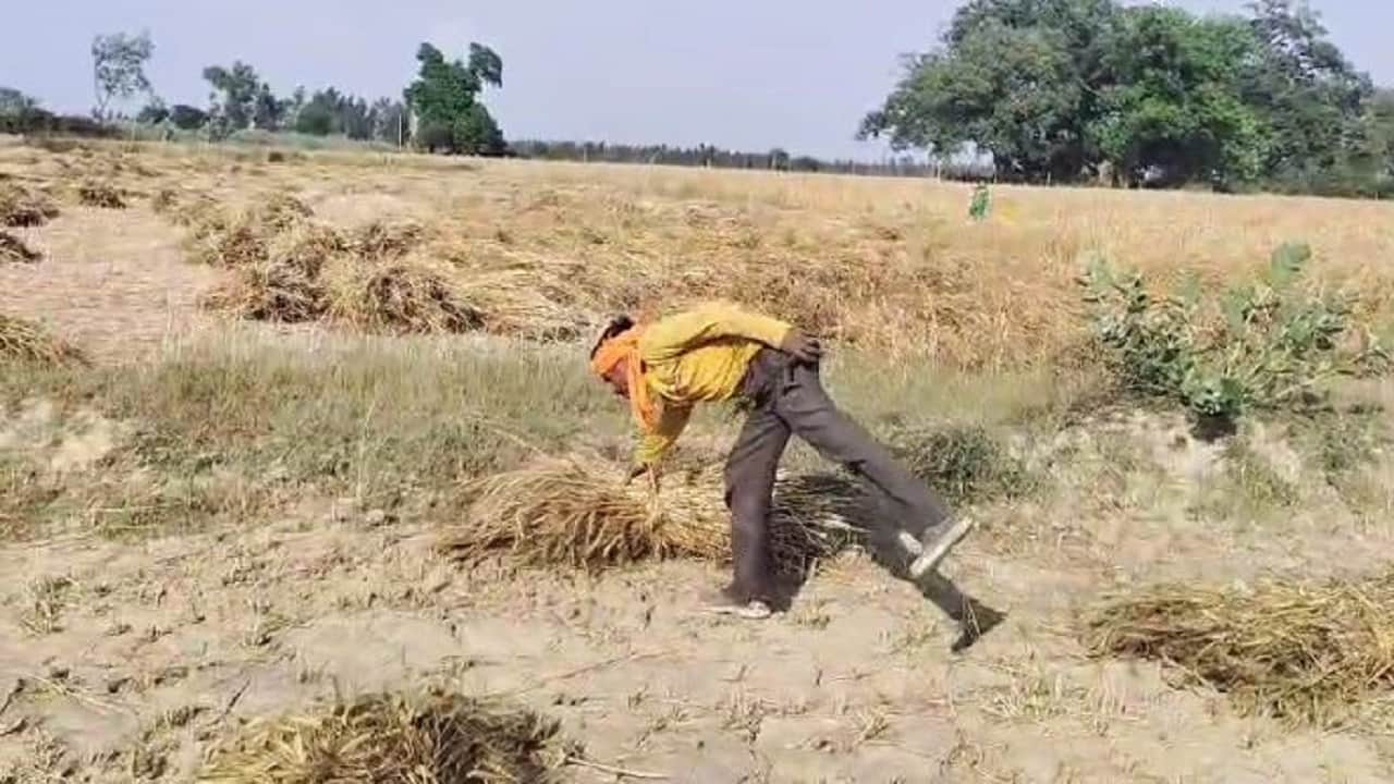 खेतों में कटी पड़ी गेहूं की फसल भीगी