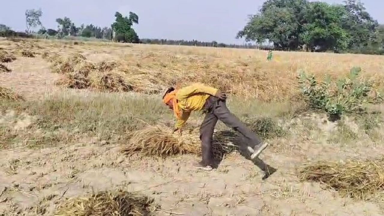 खेतों में कटी पड़ी गेहूं की फसल भीगी