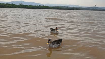 Spotted-billed ducks of the *Anas* genus sighted at Chandigarh Sukhna Lake after 12 years