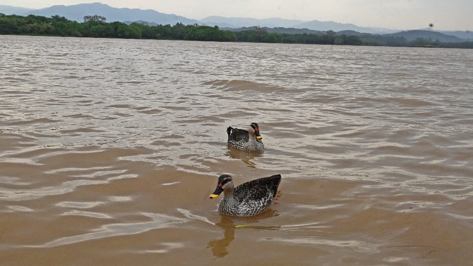 Spotted-billed ducks of the *Anas* genus sighted at Chandigarh Sukhna Lake after 12 years
