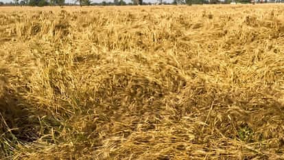 Orange Alert Rain in Punjab Farmer Concerns Mount Amid Rain and Hail Relief Expected from 10 april