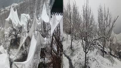 Apple and Wheat Crops Face Crisis Due to Unseasonal Snowfall and Rain; Horticulture Directorates Seek Reports