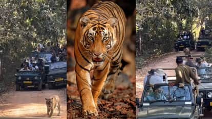 सफारी जीपों से घिरा टाइगर