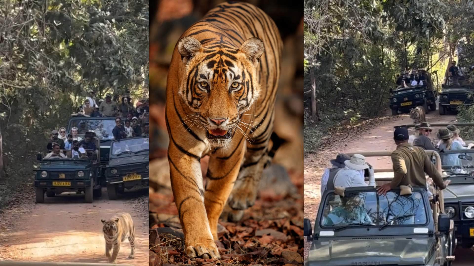 सफारी जीपों से घिरा टाइगर