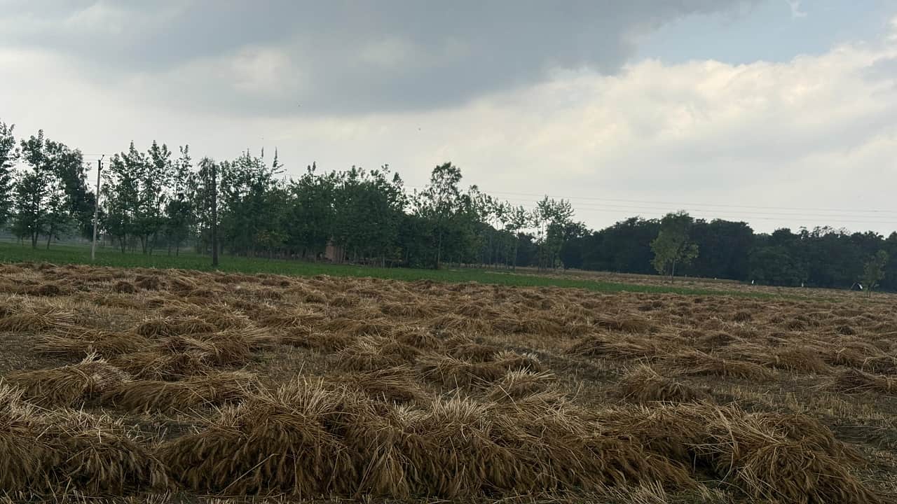 Crops Damaged due to heavy rain by Strong Winds in Bareilly-Pilibhit