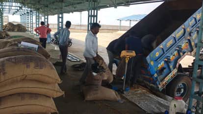 MP News: 1616 quintals of wheat procured on the first day in the state, procurement to begin in the remaining