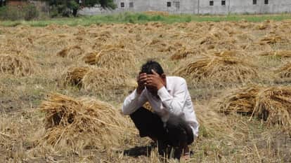 Jhansi: Survey estimates 5 to 10 percent crop loss due to rain, damage to harvested crops