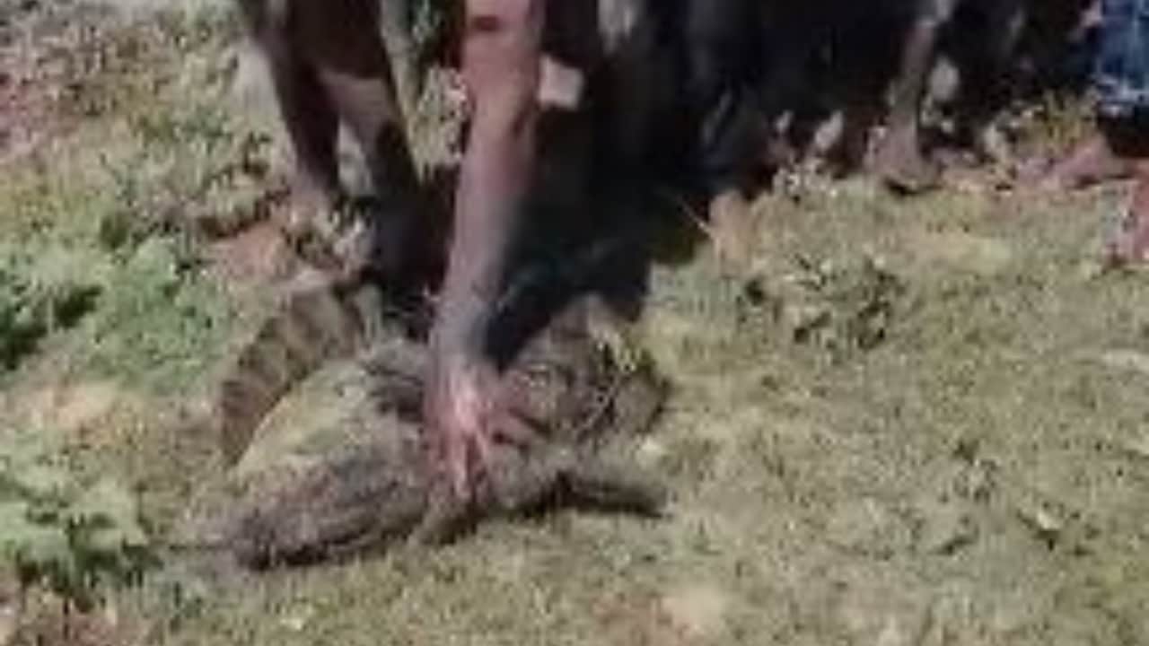 ग्रामीणों के सहयोग से वन विभाग की टीम ने पकड़ा मगरमच्छ