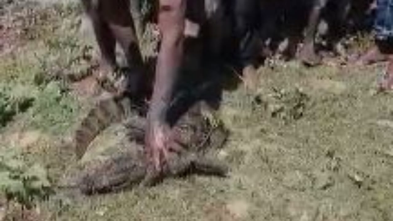 ग्रामीणों के सहयोग से वन विभाग की टीम ने पकड़ा मगरमच्छ