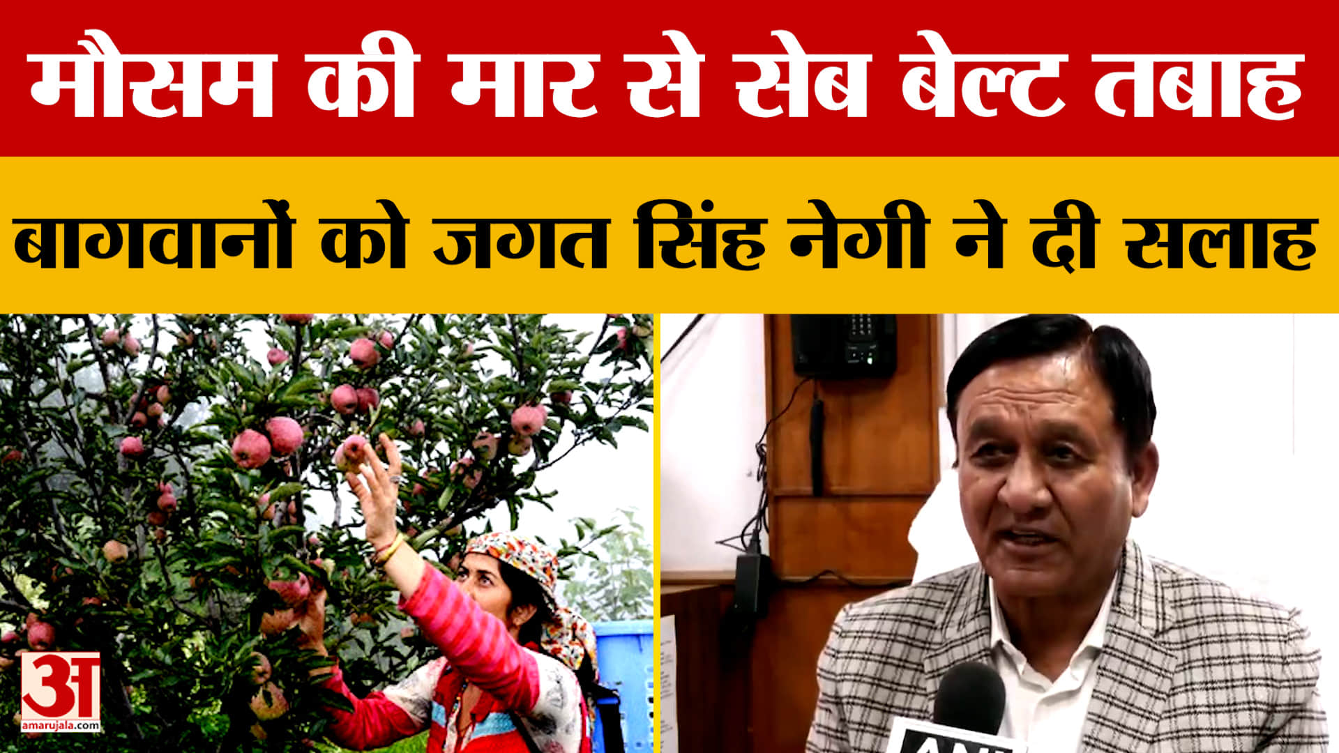 Himachal: मौसम की मार से सेब बेल्ट तबाह, बागवानों को जगत सिंह नेगी ने दी सलाह