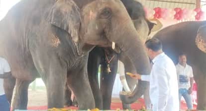 Anant Ambani Birthday Celebrated with Elephants, 3000 kg Fruits Feast Becomes Highlight