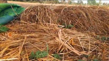 Mahoba Thousands of Bighas of Crops Destroyed by Rain and Storms Farmers Fear Grains Turning Black
