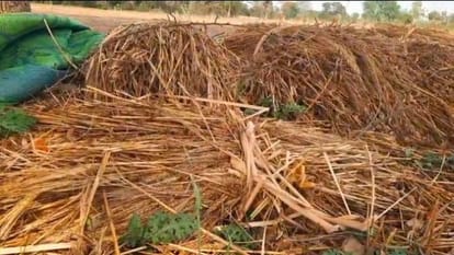 Mahoba Thousands of Bighas of Crops Destroyed by Rain and Storms Farmers Fear Grains Turning Black