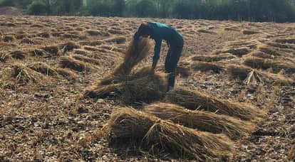 Mahoba Thousands of Bighas of Crops Destroyed by Rain and Storms Farmers Fear Grains Turning Black