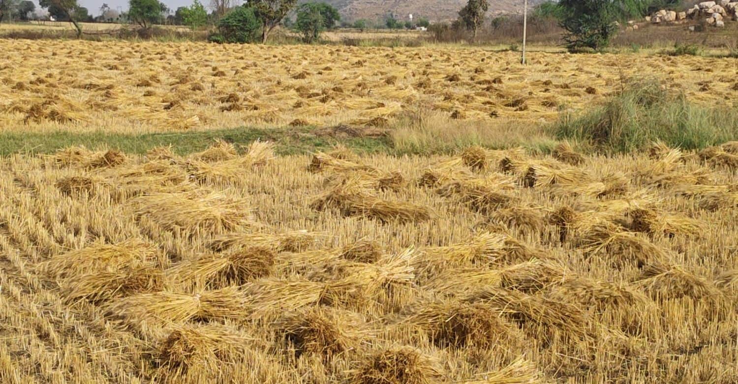 ब्लॉक पनवाड़ी के महोबकंठ गांव में बारिश से गीली खेतों में कटी रखी फसल