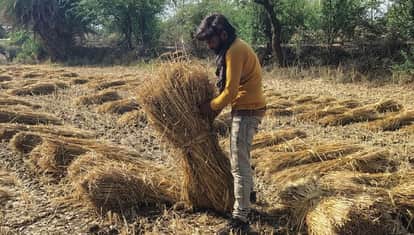 Mahoba Thousands of Bighas of Crops Destroyed by Rain and Storms Farmers Fear Grains Turning Black
