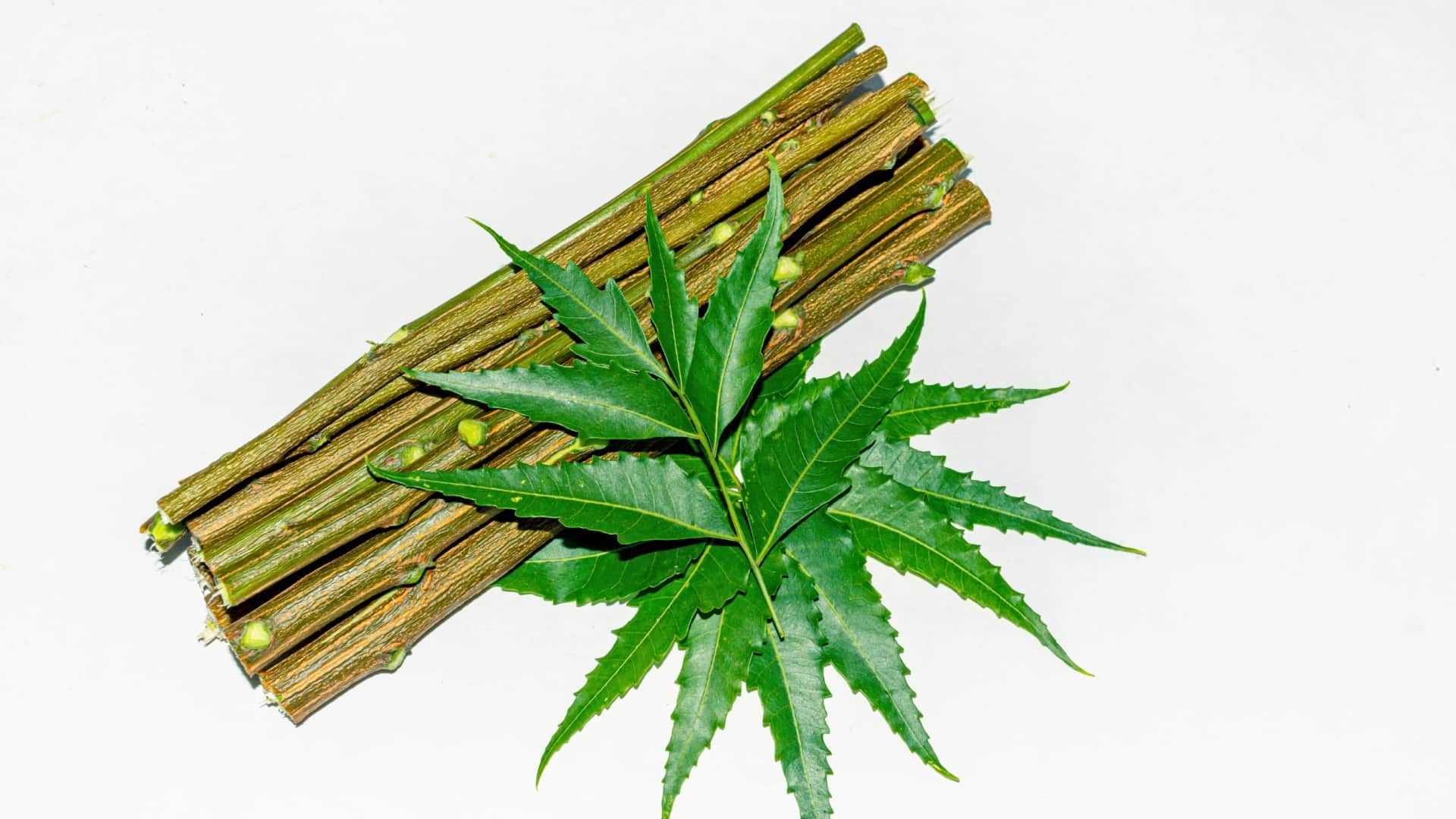 नीम का दातुन फायदेमंद या नुकसानदायक?