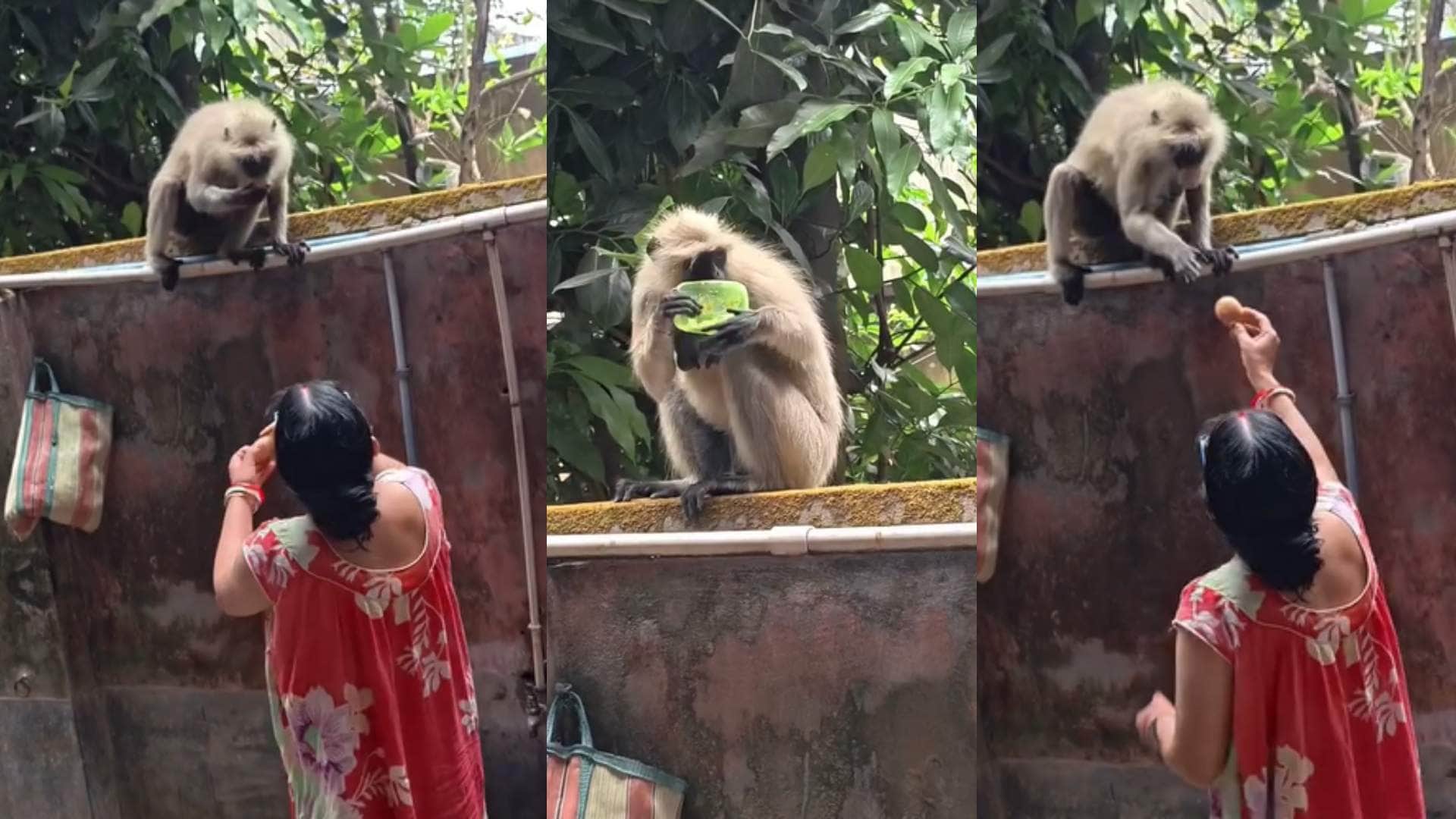 साबुन खाते लंगूर को महिला ने दिया आलू