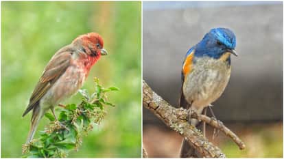 Every year 290 bird species make Shimla their home 650 in himachal pradesh