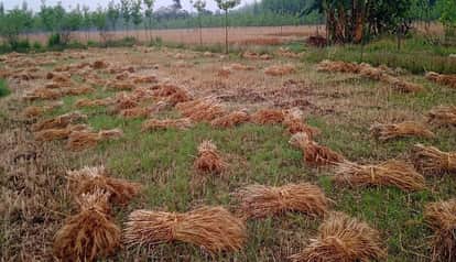 Unseasonal rains damage wheat crop, increasing farmers' worries