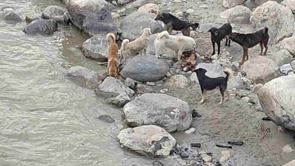 Stray dogs feeding on fragments of half-burnt corpses Uttarkashi Uttarakhand news in hindi