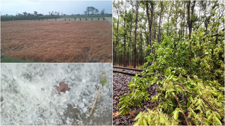 मौसम का कहर:लखीमपुर खीरी में ओएचई लाइन पर पेड़ गिरने से ट्रेन फंसी, कई इलाकों में बिजली गुल, फसलें बर्बाद - Weather Havoc Train Stranded In Lakhimpur Kheri After Tree Falls On Ohe Line Crops Ruine Due Heavy Rain - Amar Ujala Hindi News Live