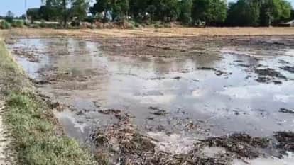 Unseasonal Rains Destroy 500 Acres of Wheat Crop in Bankeganj Area in Lakhimpur kheri