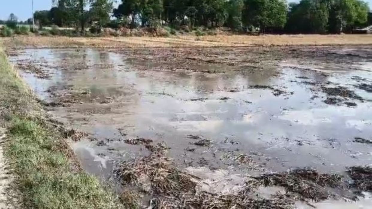 Unseasonal Rains Destroy 500 Acres of Wheat Crop in Bankeganj Area in Lakhimpur kheri