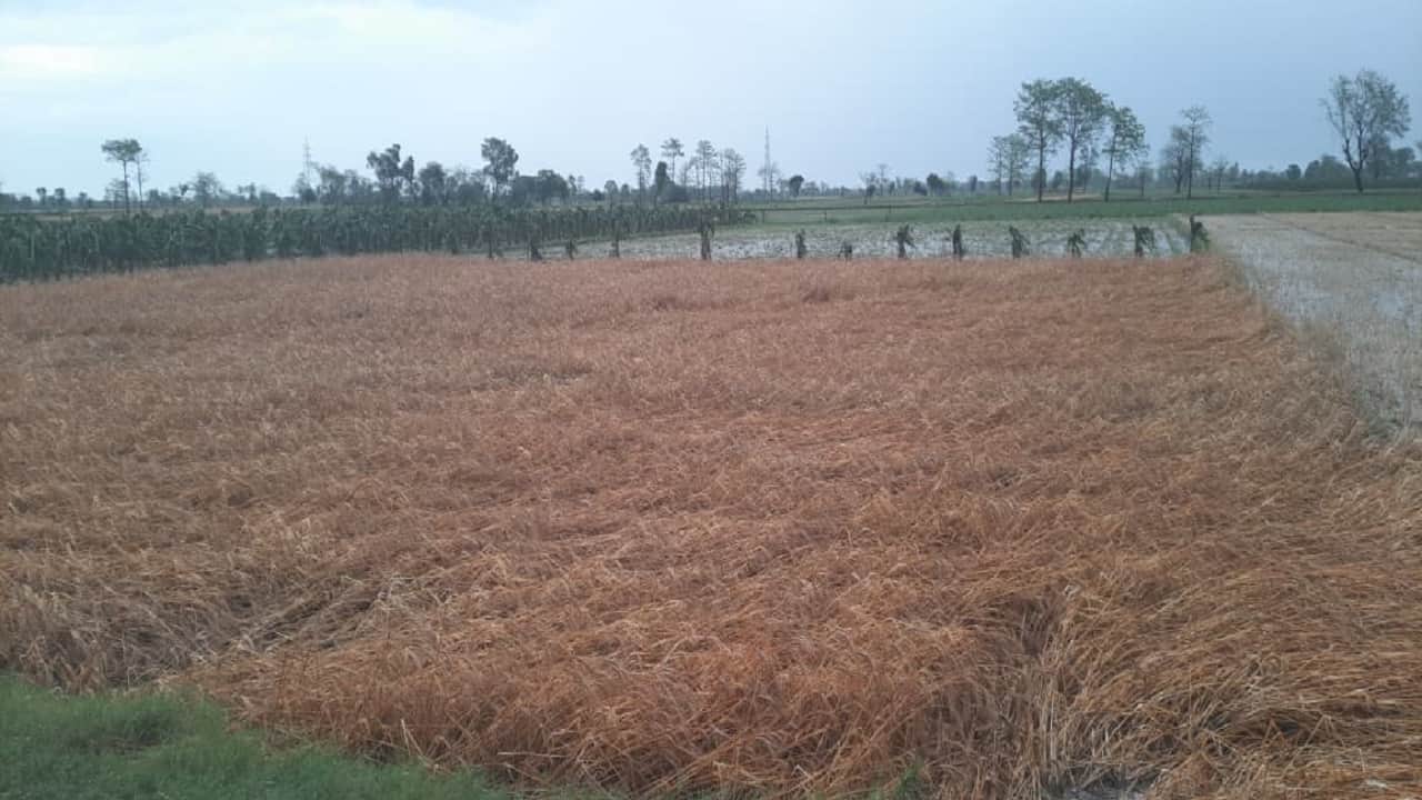 Weather Havoc Train Stranded in Lakhimpur Kheri After Tree Falls on OHE Line Crops Ruine Due Heavy Rain