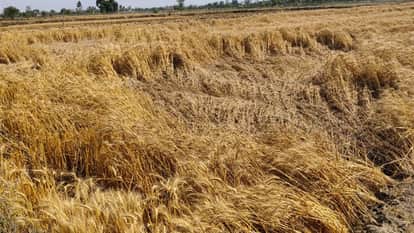 Rain and hailstorm Wheat crops damaged in Bareilly