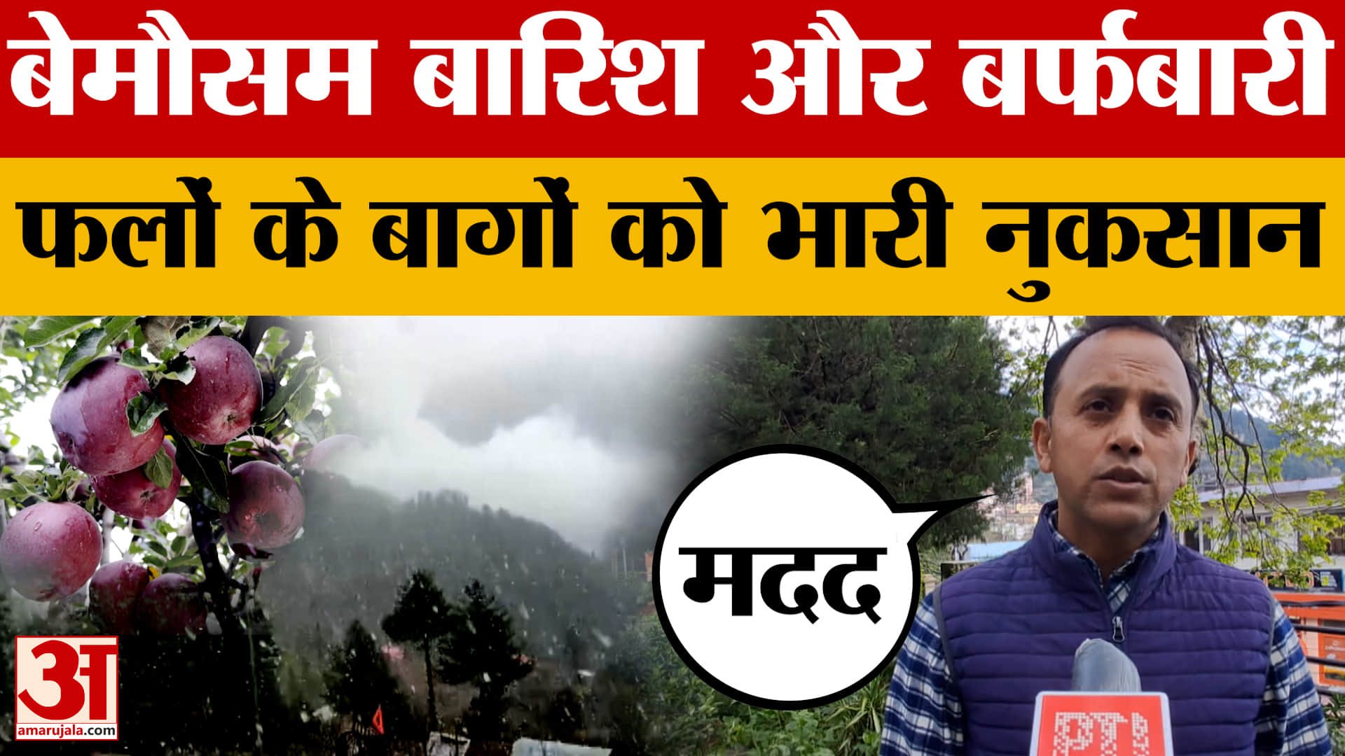 Himachal Pradesh Weather: हिमाचल प्रदेश में बेमौसम बारिश और बर्फबारी से फलों के बागों को भारी नुकसान