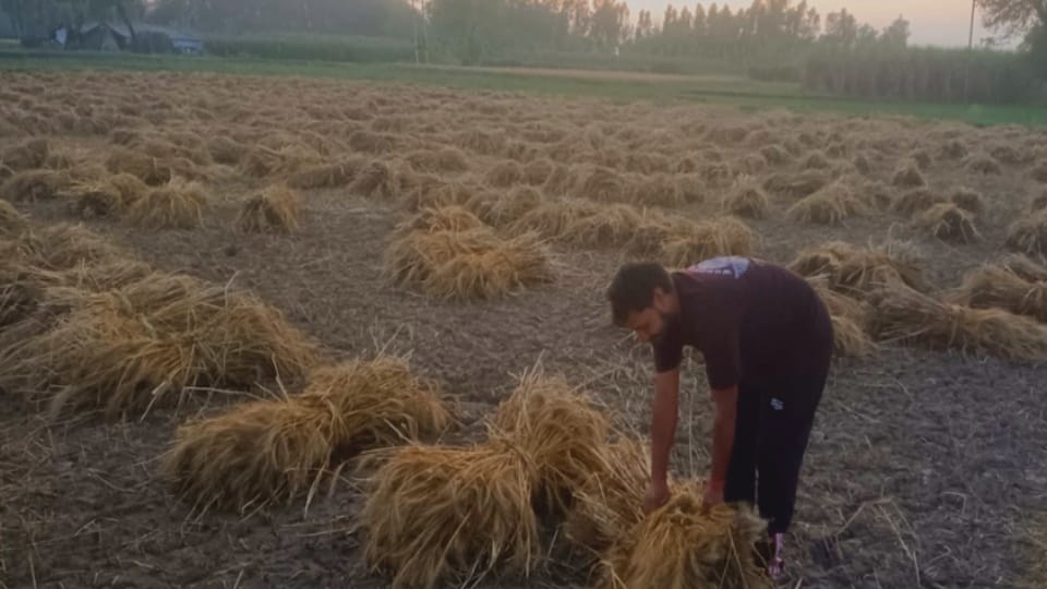 Unseasonal Rain Halts Wheat Harvest, Crops Fall in Fields, Sugarcane Sowing Also Affected
