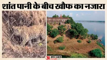 Omkareshwar News: Leopard Spotted Resting on Rocks During Narmada Boating, Tourists Left Stirred