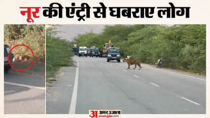 Tigress Noor moves out of forest to national highway, hunts cow; locals panic