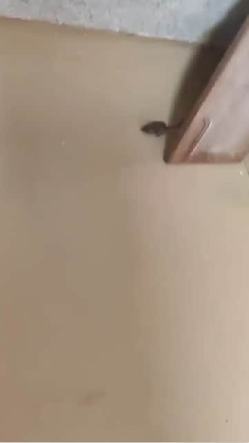 एम्स अस्पताल के NICU में चूहा