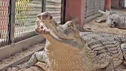 Chambal News Sand Mafia Terror Morena 35 Killed Including Officers Illegal Mining Violence Timeline