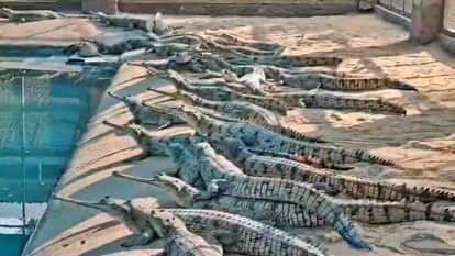 Chambal News Sand Mafia Terror Morena 35 Killed Including Officers Illegal Mining Violence Timeline